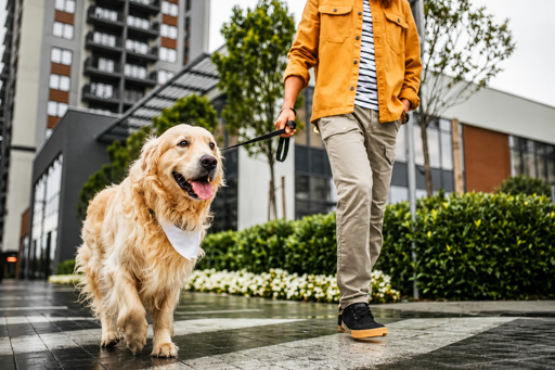 Pet-Friendly Living in Northern Cyprus: What Every Pet Owner Should Know
