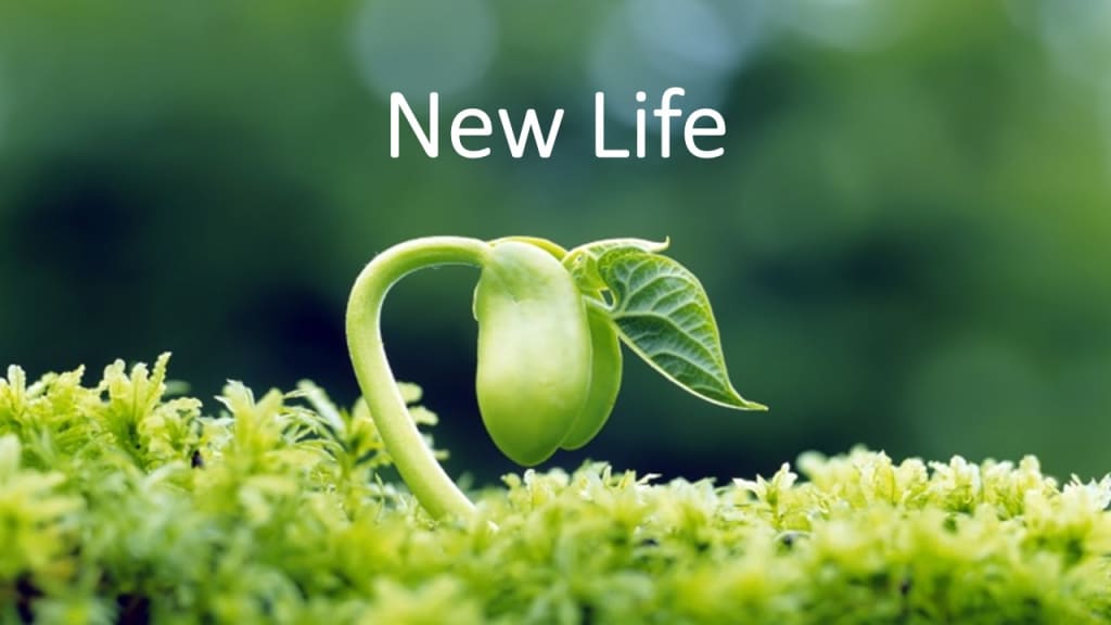 Is Northern Cyprus a Good Place to Start a New Life? A Complete Guide for Expats